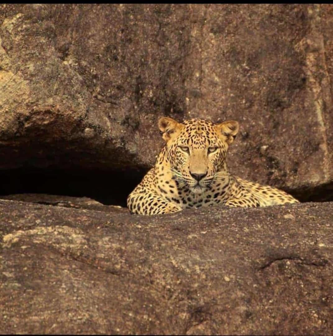 The Bagheera Bagh Jawai Hotel Bera ภายนอก รูปภาพ